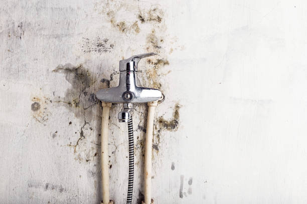 Best Best Mold Removal Companies  in Caddo Mills, TX