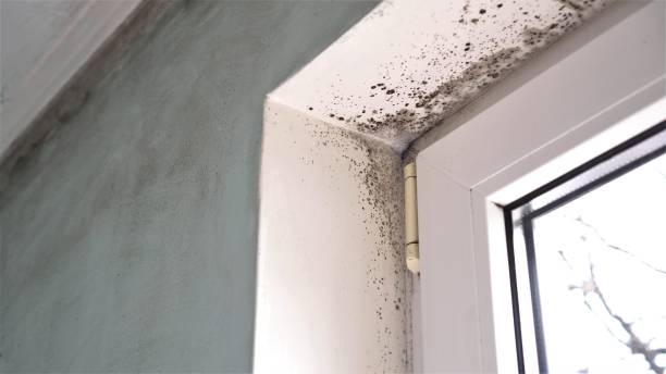 Best Mold Testing  in Caddo Mills, TX