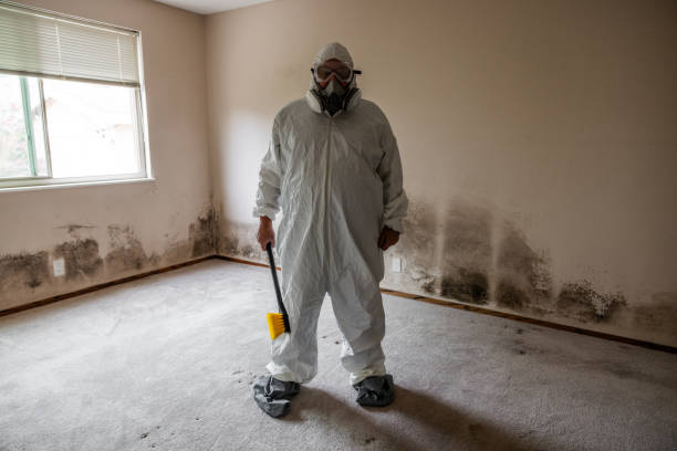 Best Mold Damage Repair  in Caddo Mills, TX