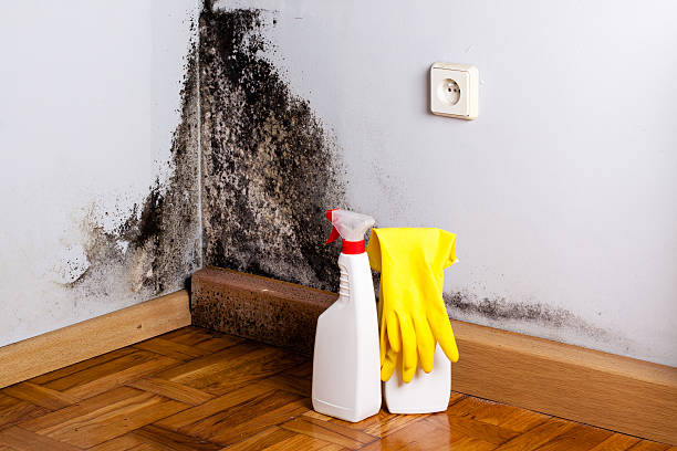 Professional Mold Removal in Caddo Mills, TX